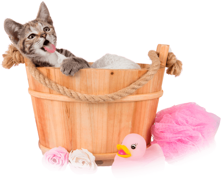 les-animaux-dana-banner-chat-01