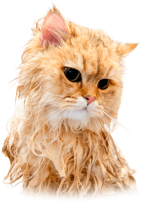 les-animaux-dana-banner-chat-02