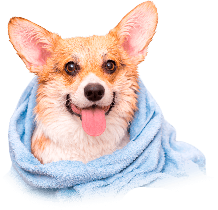 les-animaux-dana-banner-chien-01