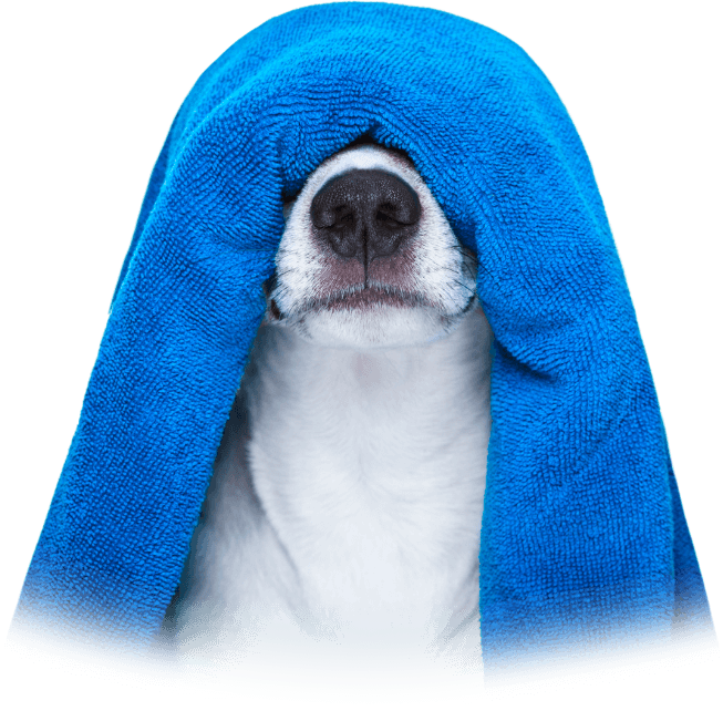 les-animaux-dana-banner-chien-02