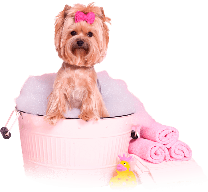 les-animaux-dana-banner-chien-03